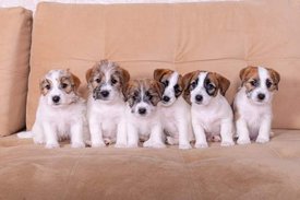 FB_IMG_1650506290543.jpg (27.87 КБ, Просмотров: 8518) FB_IMG_1650506290543.jpg