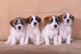 FB_IMG_1650506283216.jpg (27.45 КБ, Просмотров: 8518) FB_IMG_1650506283216.jpg