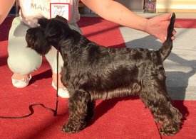 lpi0a4pjx4i0hlm3rm8tbl1aruhhgvvb.jpg (204.49 КБ, Просмотров: 10078) lpi0a4pjx4i0hlm3rm8tbl1aruhhgvvb.jpg