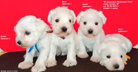 BwvR7BENKZsld8DdRpqzlLQItMzgZJuSIcjAoqEwLoKguycFSWXt2A6sCJhXB7I7N7g3FbKBVvLWzZbf7JG_XQpE (2).jpg (390.13 КБ, Просмотров: 9129) BwvR7BENKZsld8DdRpqzlLQItMzgZJuSIcjAoqEwLoKguycFSWXt2A6sCJhXB7I7N7g3FbKBVvLWzZbf7JG_XQpE (2).jpg