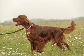 vystavka-50.jpg (138.82 КБ, Просмотров: 1614) vystavka-50.jpg