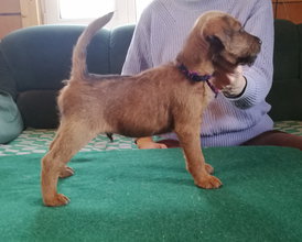 Черно-фиол.jpg (371.22 КБ, Просмотров: 11572) Черно-фиол.jpg