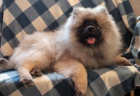 IMG_9084_k.jpg (243.12 КБ, Просмотров: 8463) IMG_9084_k.jpg