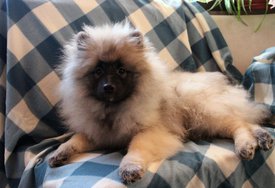 IMG_9093_k.jpg (234.82 КБ, Просмотров: 8463) IMG_9093_k.jpg