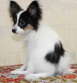 IMG_2466копия.jpg (54.87 КБ, Просмотров: 10103) IMG_2466копия.jpg