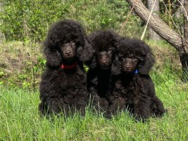 bJmaAU4rOv8.jpg (715.07 КБ, Просмотров: 4028) bJmaAU4rOv8.jpg