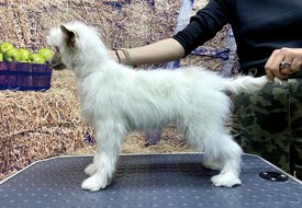 Screenshot_20241021_160630_com.huawei.photos_edit_179465191991590.jpg (565.8 КБ, Просмотров: 3634) Screenshot_20241021_160630_com.huawei.photos_edit_179465191991590.jpg