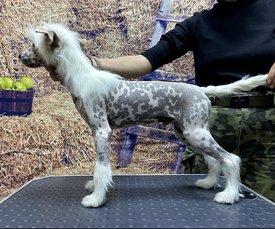 Screenshot_20241021_160623_com.huawei.photos_edit_179479168721949.jpg (680.11 КБ, Просмотров: 3564) Screenshot_20241021_160623_com.huawei.photos_edit_179479168721949.jpg