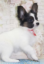 1.1.jpg (216.32 КБ, Просмотров: 1856) 1.1.jpg