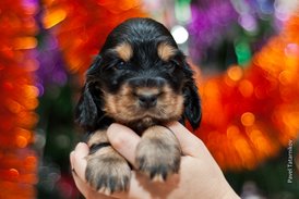 DSC_0142.jpg (174.28 КБ, Просмотров: 3111) DSC_0142.jpg