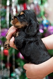 DSC_0148.jpg (168.92 КБ, Просмотров: 3130) DSC_0148.jpg