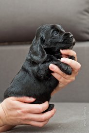 DSC_0131.jpg (149.75 КБ, Просмотров: 3130) DSC_0131.jpg