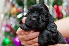 DSC_0164.jpg (166.72 КБ, Просмотров: 3230) DSC_0164.jpg