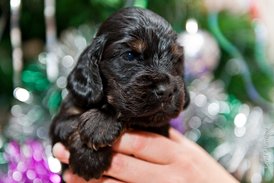 DSC_0171.jpg (167.3 КБ, Просмотров: 3230) DSC_0171.jpg