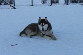 1546026_649374701788218_2144439542_n.jpg (66.53 КБ, Просмотров: 10390) 1546026_649374701788218_2144439542_n.jpg