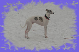 getImage.jpeg (145.85 КБ, Просмотров: 2170) getImage.jpeg