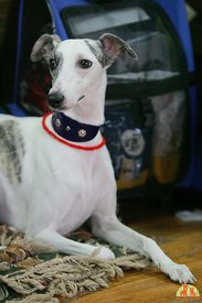 Тм на Выставке в Новосибирске 29.09.12.jpg (499.28 КБ, Просмотров: 2188) Тм на Выставке в Новосибирске 29.09.12.jpg