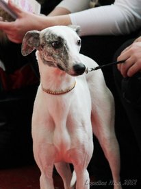 ТИМОХА ВПЕРВЫЕ НА ВЫСТАВКЕ(ЛПП).jpg (113.56 КБ, Просмотров: 2170) ТИМОХА ВПЕРВЫЕ НА ВЫСТАВКЕ(ЛПП).jpg