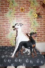 тИМОША И жЕСТЬКА.jpg (96.33 КБ, Просмотров: 2170) тИМОША И жЕСТЬКА.jpg