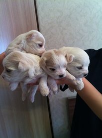 NNcDWwJP5A8.jpg (43.26 КБ, Просмотров: 1312) NNcDWwJP5A8.jpg