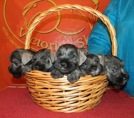 фото 083.jpg (282.98 КБ, Просмотров: 1111) фото 083.jpg