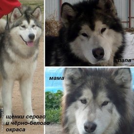 колаж2.jpg (85.12 КБ, Просмотров: 1201) колаж2.jpg