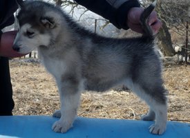 P1180669 (800x584).jpg (308.61 КБ, Просмотров: 1193) P1180669 (800x584).jpg