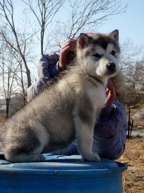 P1180678 (599x800).jpg (330.15 КБ, Просмотров: 1194) P1180678 (599x800).jpg