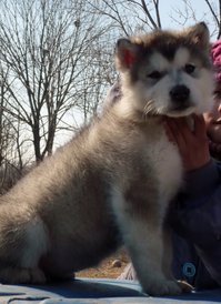 P1180682 (580x800).jpg (302.89 КБ, Просмотров: 1193) P1180682 (580x800).jpg