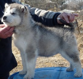 P1180681 (800x765).jpg (377.42 КБ, Просмотров: 1194) P1180681 (800x765).jpg