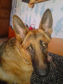 2014-01-25 13.31.04.jpg (345.74 КБ, Просмотров: 4833) 2014-01-25 13.31.04.jpg