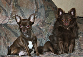 getImage-42.jpeg (292.59 КБ, Просмотров: 1822) getImage-42.jpeg