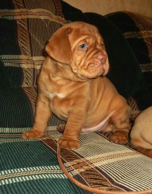 DSC01612 копия.jpg (136.3 КБ, Просмотров: 1471) DSC01612 копия.jpg