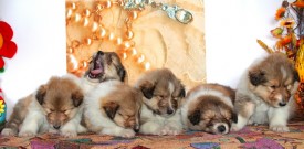 14.jpg (135.14 КБ, Просмотров: 1783) 14.jpg