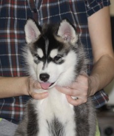 getImage (12).jpg (30.74 КБ, Просмотров: 2443) getImage (12).jpg