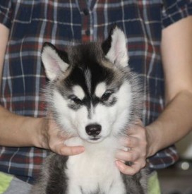 getImage (11).jpg (27.56 КБ, Просмотров: 2443) getImage (11).jpg