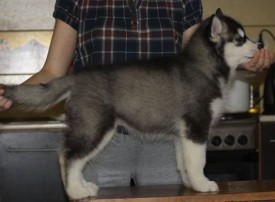 getImage (8).jpg (27.93 КБ, Просмотров: 2556) getImage (8).jpg