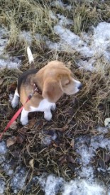 IMG_20140325_174115.jpg (44.25 КБ, Просмотров: 1254) IMG_20140325_174115.jpg