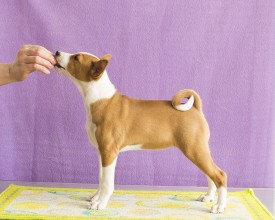 Стойка2-2.jpg (217.9 КБ, Просмотров: 1128) Стойка2-2.jpg