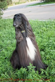 cor (67 из 92).jpg (315.54 КБ, Просмотров: 119247) cor (67 из 92).jpg