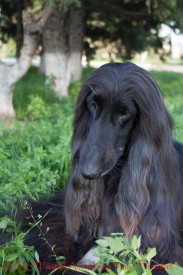 cor (70 из 92)(1).jpg (215.49 КБ, Просмотров: 119263) cor (70 из 92)(1).jpg