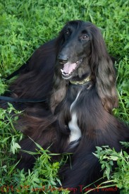 cor (73 из 92).jpg (271.02 КБ, Просмотров: 118351) cor (73 из 92).jpg