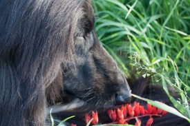 cor (87 из 92).jpg (220.97 КБ, Просмотров: 118351) cor (87 из 92).jpg