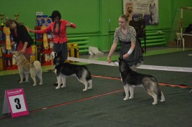 getImage (3).jpg (185.76 КБ, Просмотров: 6232) getImage (3).jpg