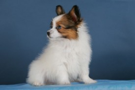 HC2U7197 (640x427).jpg (55.28 КБ, Просмотров: 1252) HC2U7197 (640x427).jpg