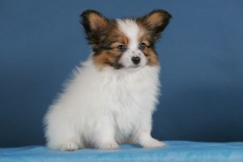 HC2U7191 (640x427).jpg (51.2 КБ, Просмотров: 1252) HC2U7191 (640x427).jpg