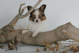 HC2U7558 (640x427) (640x427).jpg (84.24 КБ, Просмотров: 1252) HC2U7558 (640x427) (640x427).jpg