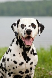 лорд.jpg (55.52 КБ, Просмотров: 2398) лорд.jpg