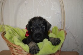 IMG_20140502_043353_4.jpg (144.59 КБ, Просмотров: 1732) IMG_20140502_043353_4.jpg