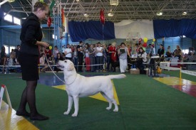 getImage.jpeg99.jpeg (172.59 КБ, Просмотров: 3184) getImage.jpeg99.jpeg